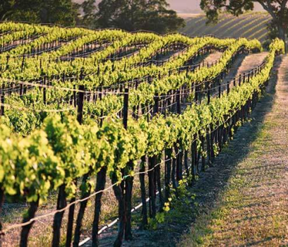 Quali sono i fattori che rientrano nella caratterizzazione del Terroir? 