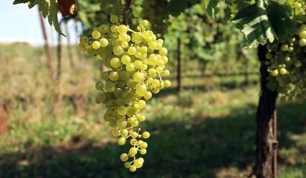 prosecco uva glera
